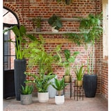 thumbnail of Alocasia Zebrina 94 cm - Grün Plastik Lou De Castellane 0.01x0.01 cm