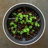 thumbnail of Botanium - Selbstbewässernder Topf für Kräuter, Gemüse & Zierpflanzen - weiß