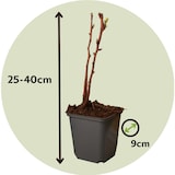 thumbnail of Framboisier - Rubus idaeus Fallgold - Set de 3 Hauteur 25-40cm
