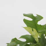 thumbnail of Monstera Minima - Tetrasperma Rhaphidophora Hoogte 20-30cm