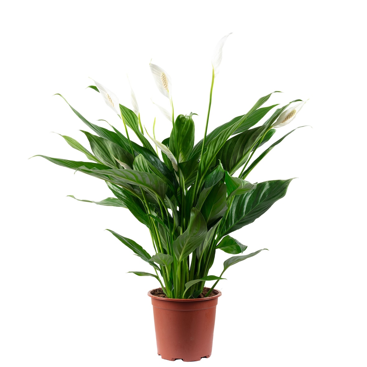 Einblatt mit 4-8 Blüten/Knospen - Luftreinigendes Spathiphyllum - ca. 65 cm hoch, Topf-Ø 17 cm
