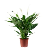 thumbnail of Einblatt mit 4-8 Blüten/Knospen - Luftreinigendes Spathiphyllum - ca. 65 cm hoch, Topf-Ø 17 cm