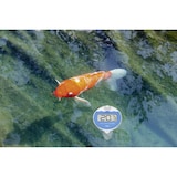 thumbnail of Poolthermometer Funk "Marbella"