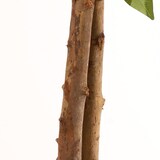 thumbnail of Albero artificiale ficus benjamina 180 cm | Naturing Monde - Interno - Tronco d'albero naturale