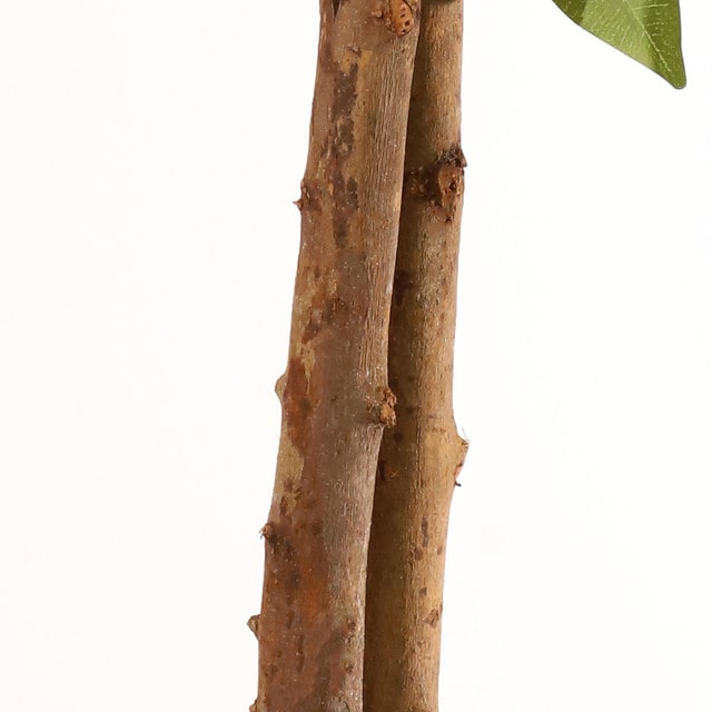 mobile_image