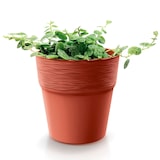 thumbnail of Prosperplast - FURU Bloempot - 12,2x12,2x12,2cm in antraciet kleur