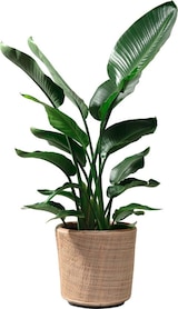 thumbnail of Rattan-Drypot-Pflanzkorb – Ø 38 x 38 cm – Nachhaltiger Blumentopf mit wasserdichtem Innentopf – Braun