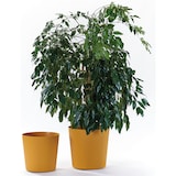 thumbnail of EURO3PLAST Blumentopf Fyre Ø 40 cm mango