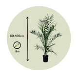 thumbnail of Dadelpalm - Phoenix Canariensis Set van 2 Hoogte 80-100cm