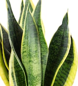 thumbnail of 2er-Set Bogenhanf - Sansevieria trifasciata Laurentii - Höhe ca. 45 cm, Topf-Ø 14 cm