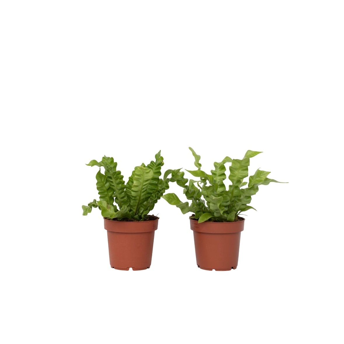 Nestfarn - Asplenium nidus Crispy Wave 2er Set Höhe 25-40cm