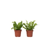 thumbnail of Nestfarn - Asplenium nidus Crispy Wave 2er Set Höhe 25-40cm