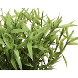 thumbnail of Planta Artificial De Poliester Ø16X13Cm