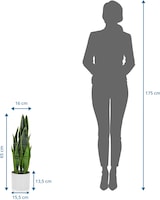 thumbnail of Kunstpflanze / Kunstbaum SANSEVIERIA Bogenhanf 65 cm Kunststoff grün hjh OFFICE