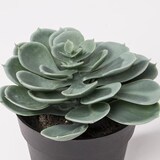 thumbnail of Planta Artificial SUCULENTA A.14cm