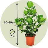 thumbnail of Clusia rosea Princess - Hauteur 50-60cm