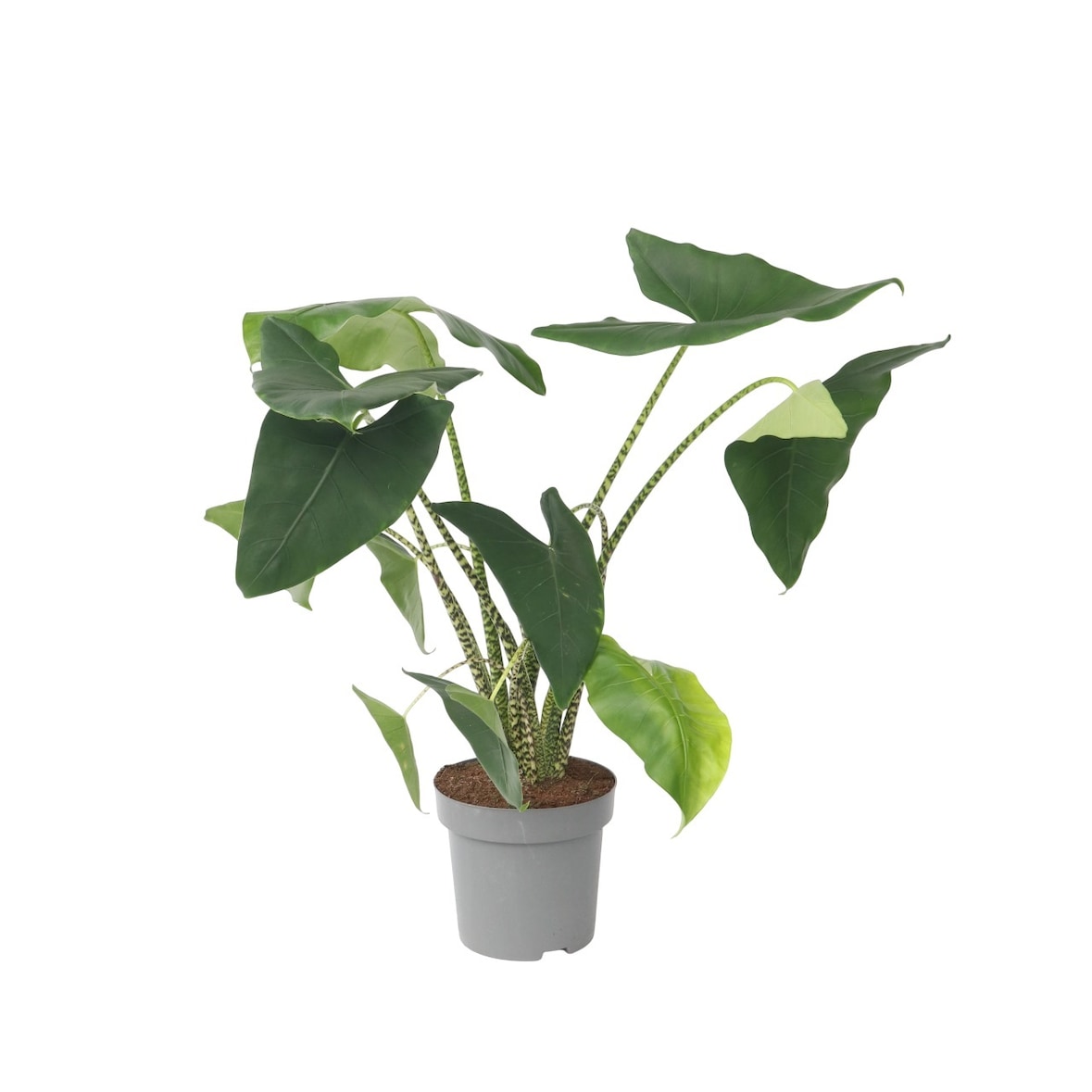 Alocasia Zebrina - Elefantenohr Höhe 140-150cm