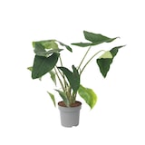 thumbnail of Alocasia Zebrina - Elefantenohr Höhe 140-150cm