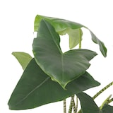 thumbnail of Alocasia Zebrina - Elefantenohr Höhe 140-150cm