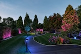 Ein beleuchteter Gartenweg mit bunten Lichtern.