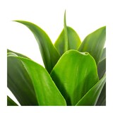 thumbnail of Plante artificielle Aloe vera en pot H 34 cm