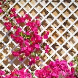 thumbnail of Celosía PVC  DECORY QUADRA 48mm 1x2m BLANCO