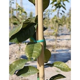 thumbnail of Bala tutor Bambú - 500 unidades -