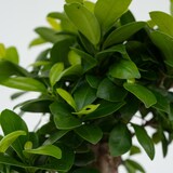 thumbnail of Bonsai - Ficus Ginseng Topf Höhe 30-40cm