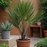 thumbnail of Dwergpalm - Chamaerops Humilis Hoogte 50-60cm
