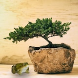 thumbnail of Relaxdays Gartenfigur Frosch, wetterfest, für Balkon, Terrasse, am Teich, Kunststein, sitzende Dekofigur Frosch, grün