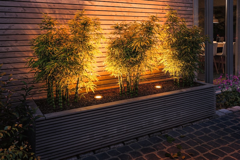 Bambou illuminé dans une jardinière rectangulaire.