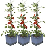 thumbnail of Gusta Garden TOM TOMATO 3er-Set blau