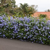 thumbnail of Bleiwurz - Plumbago auriculata 3er Set Höhe 25-40cm