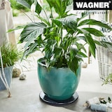 thumbnail of WAGNER Pflanzenroller ULTRAFLAT Ø 30 x 3 cm, f. innen, ABS Kunststoff, schwarz, extra flach, max 100 kg - 20045201