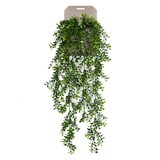 thumbnail of Planta colgante BOJ de 75 cm (6 unidades)