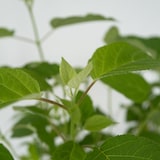 thumbnail of Hortensia - Hydrangea Strong Annabelle Set de 2 Hauteur 30-40cm