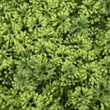 thumbnail of Tapete para plantas LEAFLUXE 3 verde hjh LIVING