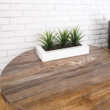 thumbnail of WellHome - Dekorativer Tafelaufsatz mit 3 Aloe Vera Pflanzen 17cm