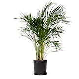 thumbnail of Dypsis Lutescens - Areca - Goudpalm - Kamerplant - Pot 21cm - Hoogte 100-120cm