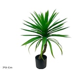 thumbnail of Planta Yucca -70cm