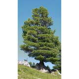 thumbnail of Salz und Pfefferstreuer aus Zirbenholz, Salz- und Pfeffermühle V-40.10-031Einzelstück