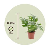thumbnail of Monstera Minima - Tetrasperma Rhaphidophora Hoogte 20-30cm