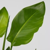 thumbnail of Strelitzia Nicolai - Strelitzie Paradiesvogelblume Höhe 55-70cm