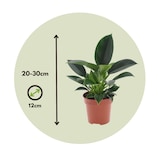 thumbnail of Philodendron Green Princess 2er Set Höhe 20-30cm