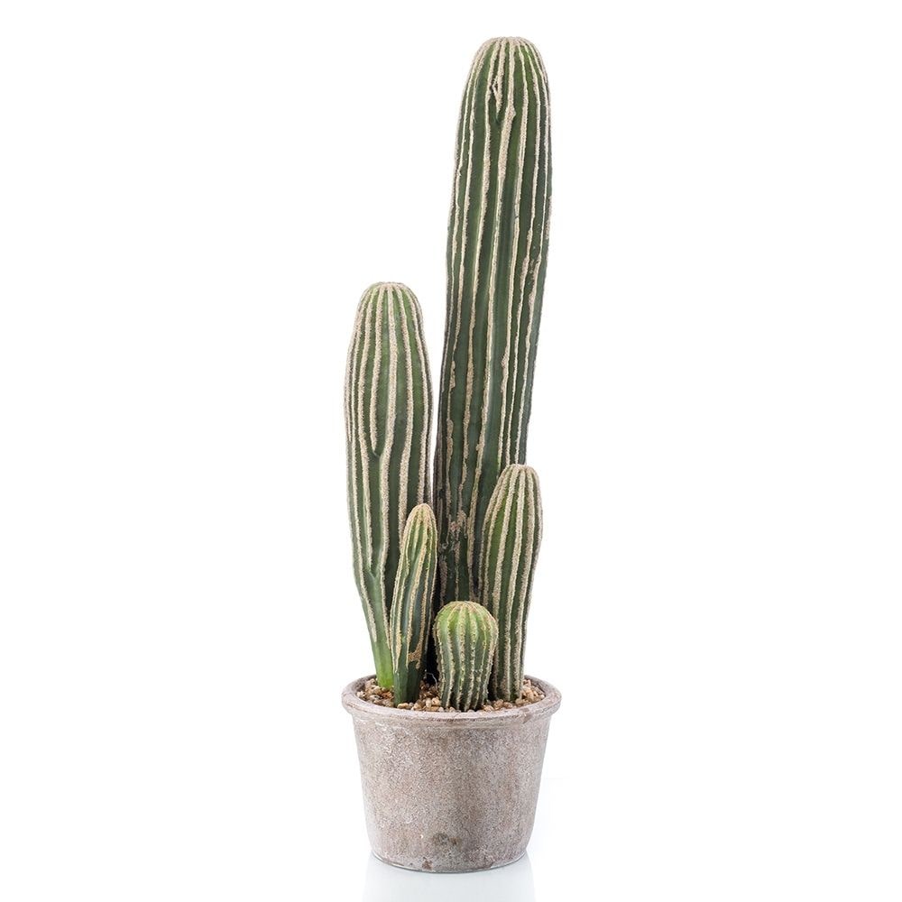 Planta Cactus SAN PEDRO de 37 cm de altura. Incluye macetero.