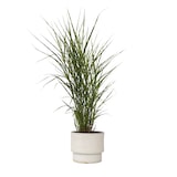 thumbnail of Zebra-Chinaschilf - Miscanthus sinensis Zebrinus Höhe 20-30cm