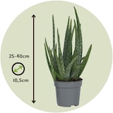 thumbnail of Aloe Barbadensis - Aloe Vera 3er Set Höhe 25-40cm