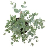 thumbnail of Eukalyptus - Eucalyptus gunnii 'Blue Ice' Mix - Höhe ca. 50 cm, Topf-Ø 16 cm