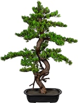 thumbnail of CREATIV green künstliche Pflanze Bonsai Myrte ca 85x55cm,, in Kunststoffschale 33x22x8cm, schwarz