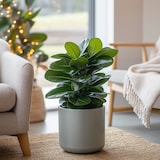 thumbnail of Clusia rosea Princess - Clusia Prinzessin 2er Set Höhe 25-35cm